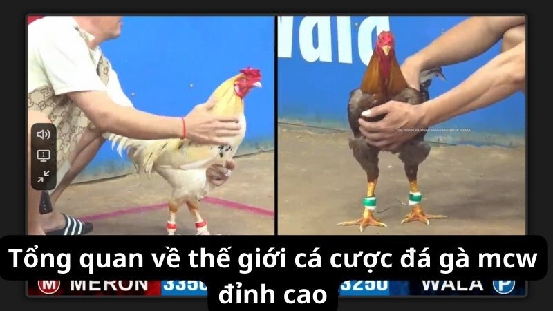 Tổng quan về thế giới cá cược đá gà mcw đỉnh cao