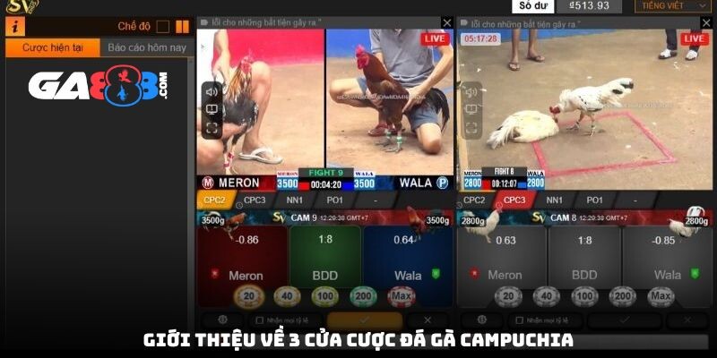 Giới thiệu về 3 cửa cược đá gà Campuchia